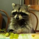 Zdjęcie profilowe Fallus